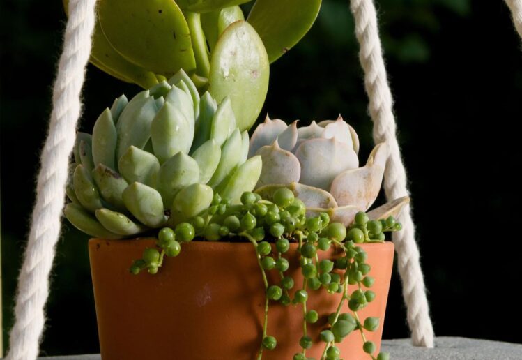 Modern Boho Hanging Succulent Planter Olivia OHern